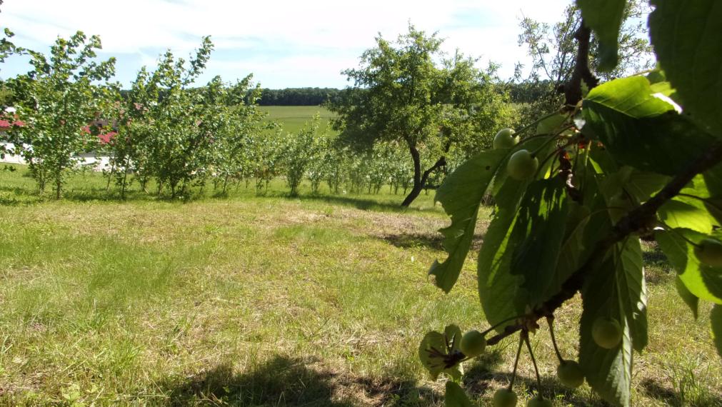 Predaj stavebný pozemok 2426 m2, tichá lokalita, blízkosť termálneho kúpaliska Podhájska