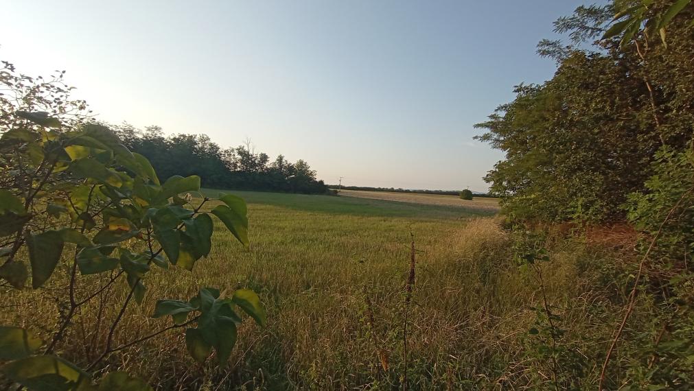 Na predaj zaujímavý stavebný pozemok 3800 m2 v tichej lokalite obce Medvecké, Levice
