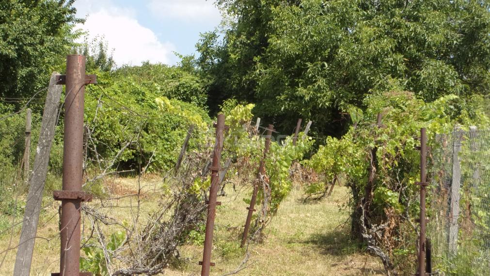 Znížená cena!!!Ponúkame na predaj viničný domček v pôvodnom , na rozľahlom slnečnom pozemku v tichej  lokalite vinohradníckej oblasti Starých Levíc.