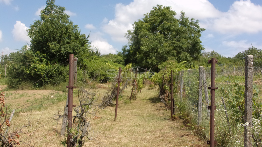 Znížená cena!!!Ponúkame na predaj viničný domček v pôvodnom , na rozľahlom slnečnom pozemku v tichej  lokalite vinohradníckej oblasti Starých Levíc.