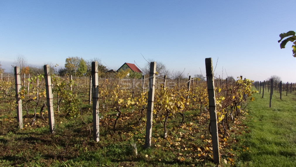 REZERVOVANÉ!!Exkluzívne na predaj udržiavaný vinohrad, na pozemku1553 m2