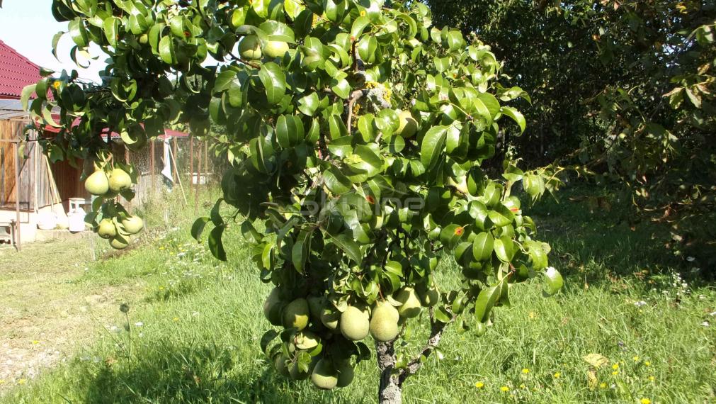 Znížená cena!!! predaj 3 izbový rodinný dom, tichá lokalita, Kolta, Nové Zámky