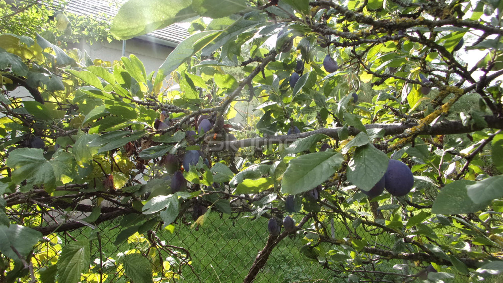 Exkluzívny predaj - vidiecky dom 90 m2, pozemok 4269 m2, Dedinka, Nové Zámky