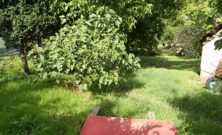 ZNÍŽENÁ CENA !!!!- vidiecky dom 90 m2, pozemok 4269 m2, Dedinka, Nové Zámky - fotografia 5